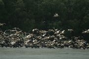 Pelikane im Vogelparadies Donaudelta. - Wildlife Travel www.flickr.com, CC BY-NC 2.0