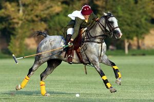 Polo.jpg